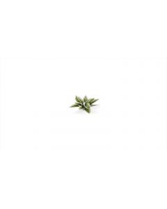 Декоративна рослина Gamers Grass: Plantain Lily