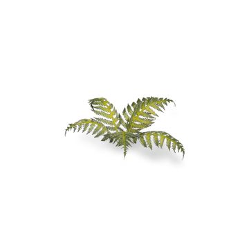 Декоративна рослина Gamers Grass: Bracken